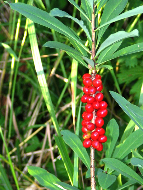 Գայլահատ մահացու - Волчеягодник смертельный - Daphne mezereum L.